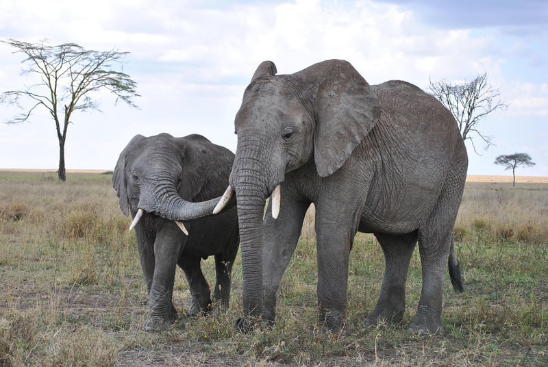 Serengeti National Park in Tanzania